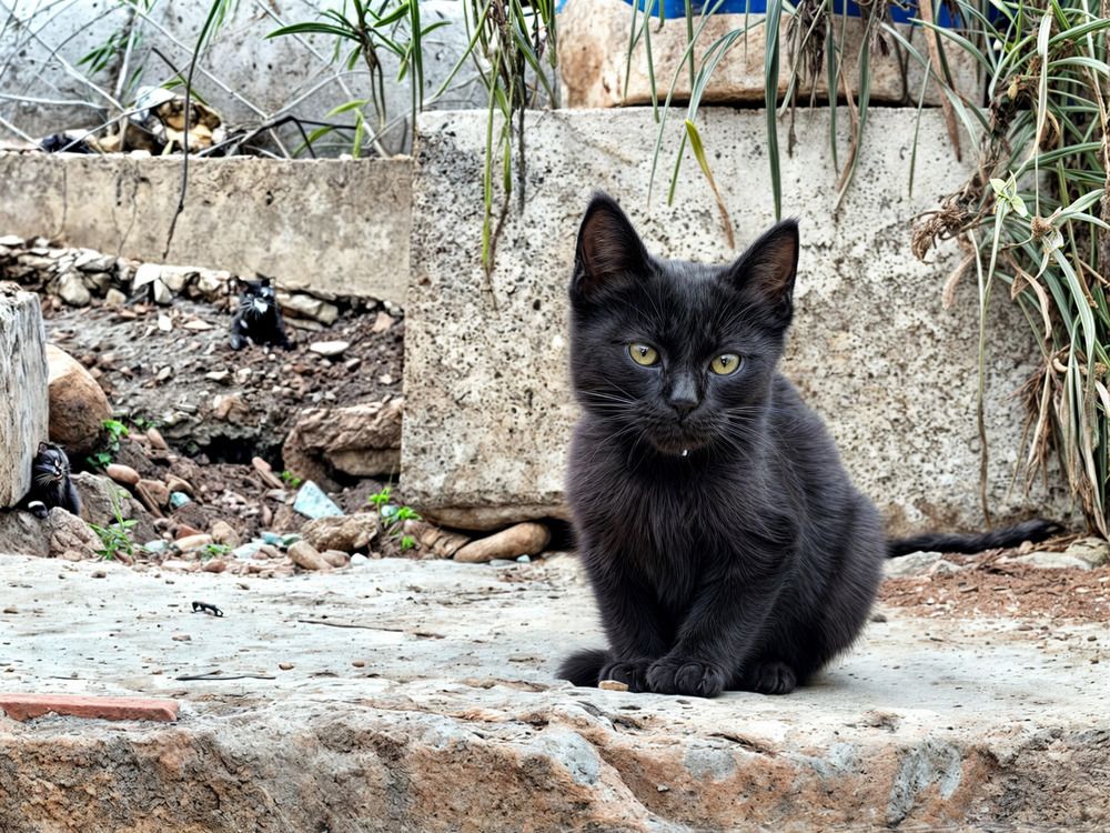 Фотография автора Flower Ima