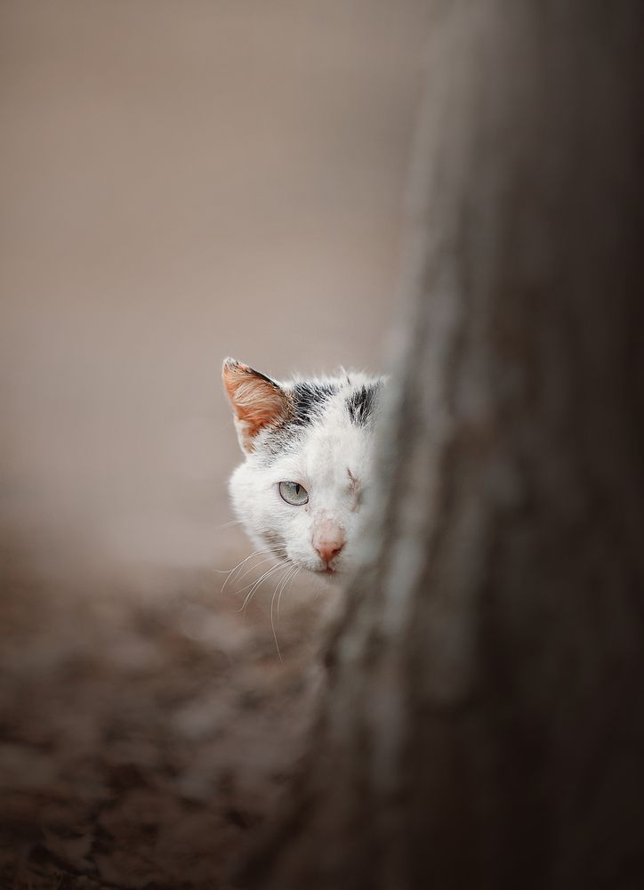 Photograph by Аден Аксинья