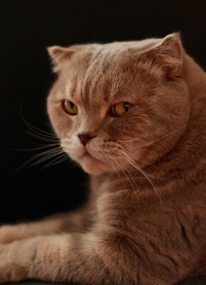 Король  шотландии