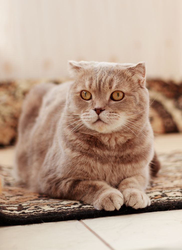 Пугливая любознательность