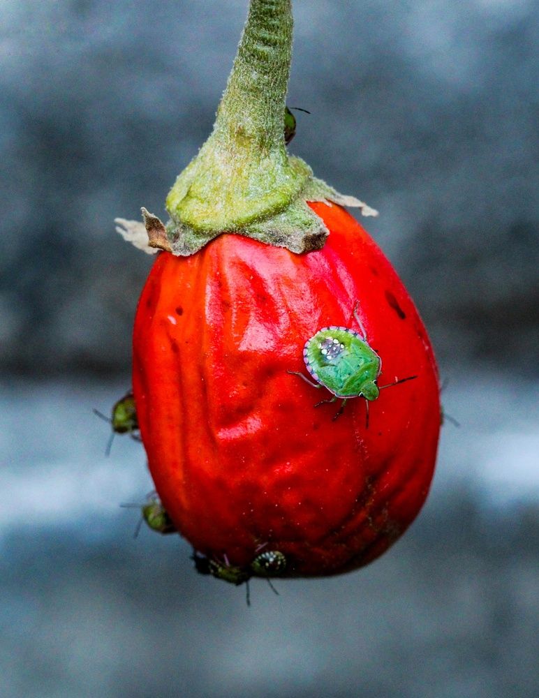 Close-up of scarlet eggplant on plant