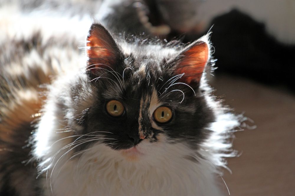 Photograph by Евгения Емельянова