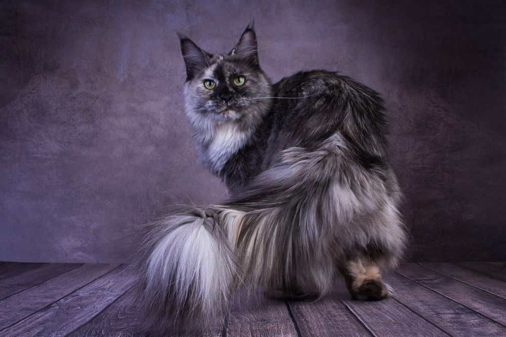 Fiesta Gross Team, maine coon