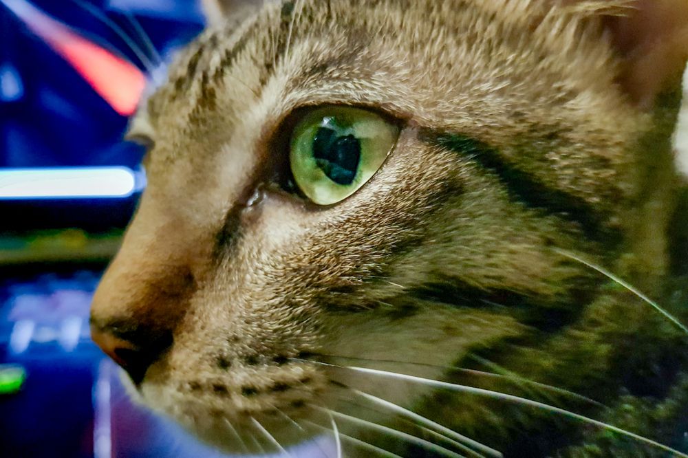 Photograph by Sayan Biswas