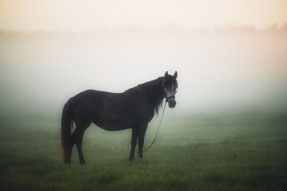 Photograph by Oleg Suhenko