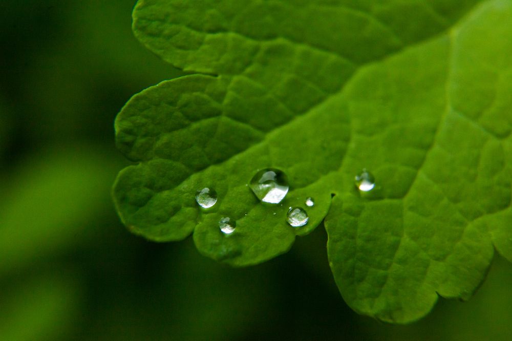 Photograph by Nikolay