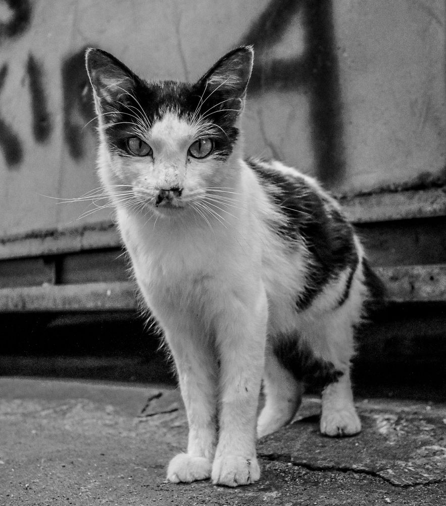 Photograph by Bagus Rinanto Wirawan Kusumo