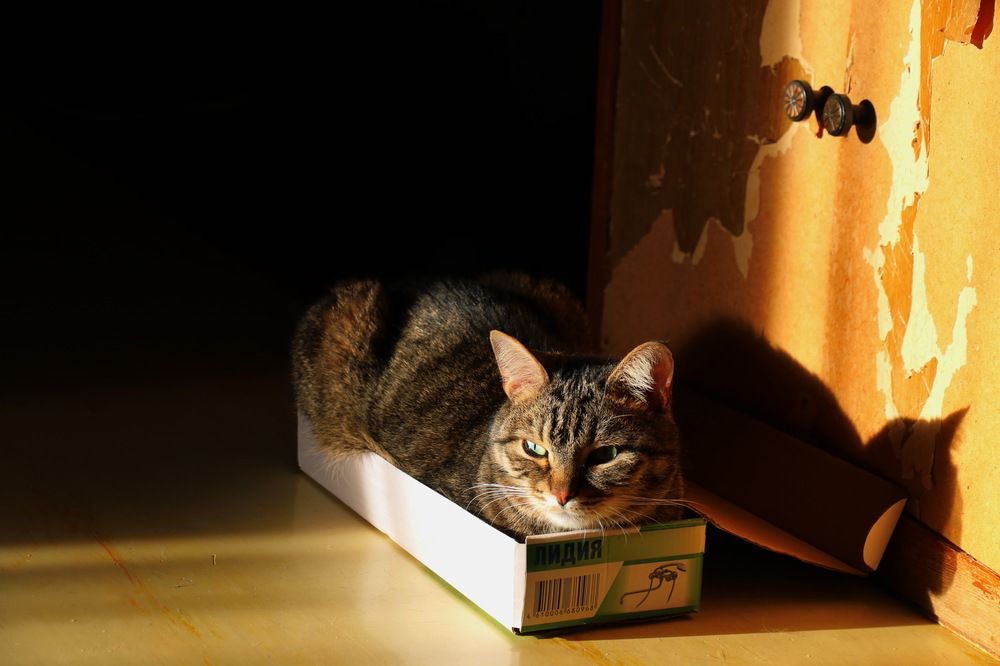 Костя и коробочка