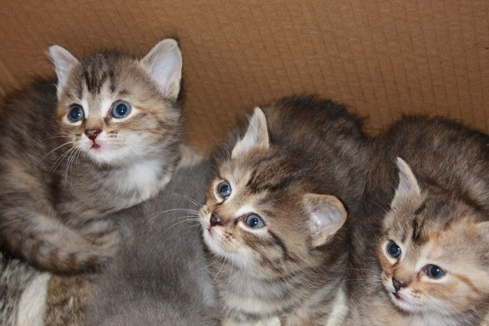 Фотография автора Nelya  Lysenko