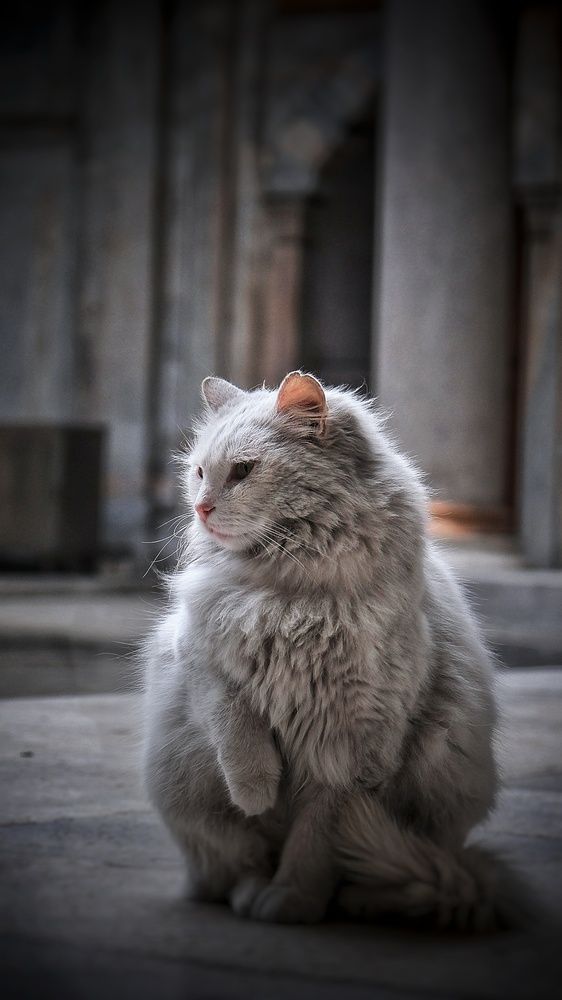 Photograph by Isa Demirhan