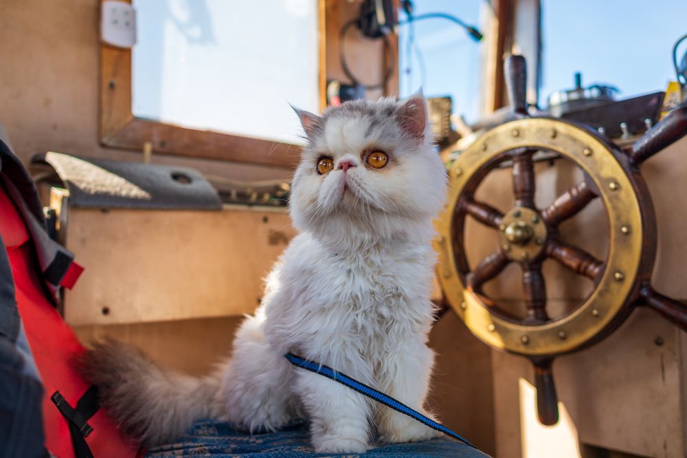 Фотография автора Mika Mgla