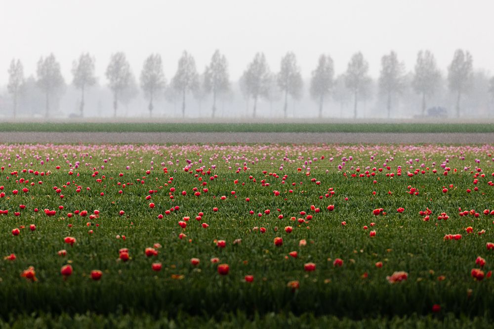 Photograph by Matteo Strassera