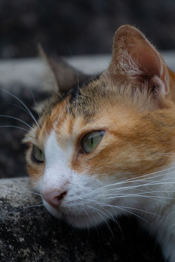 Photograph by Chanika Peiris