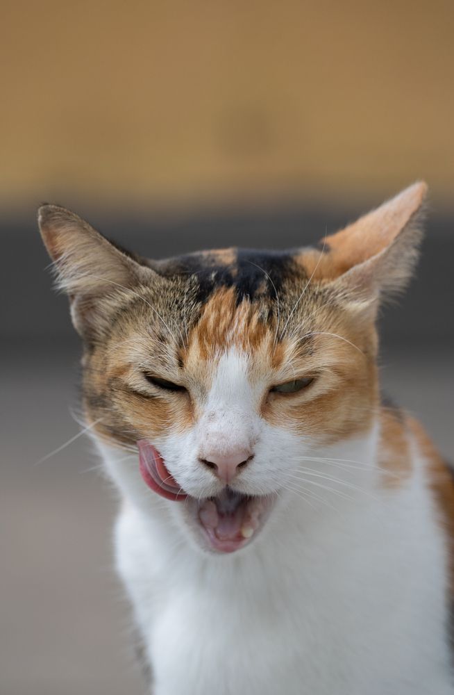 Photograph by Chanika Peiris