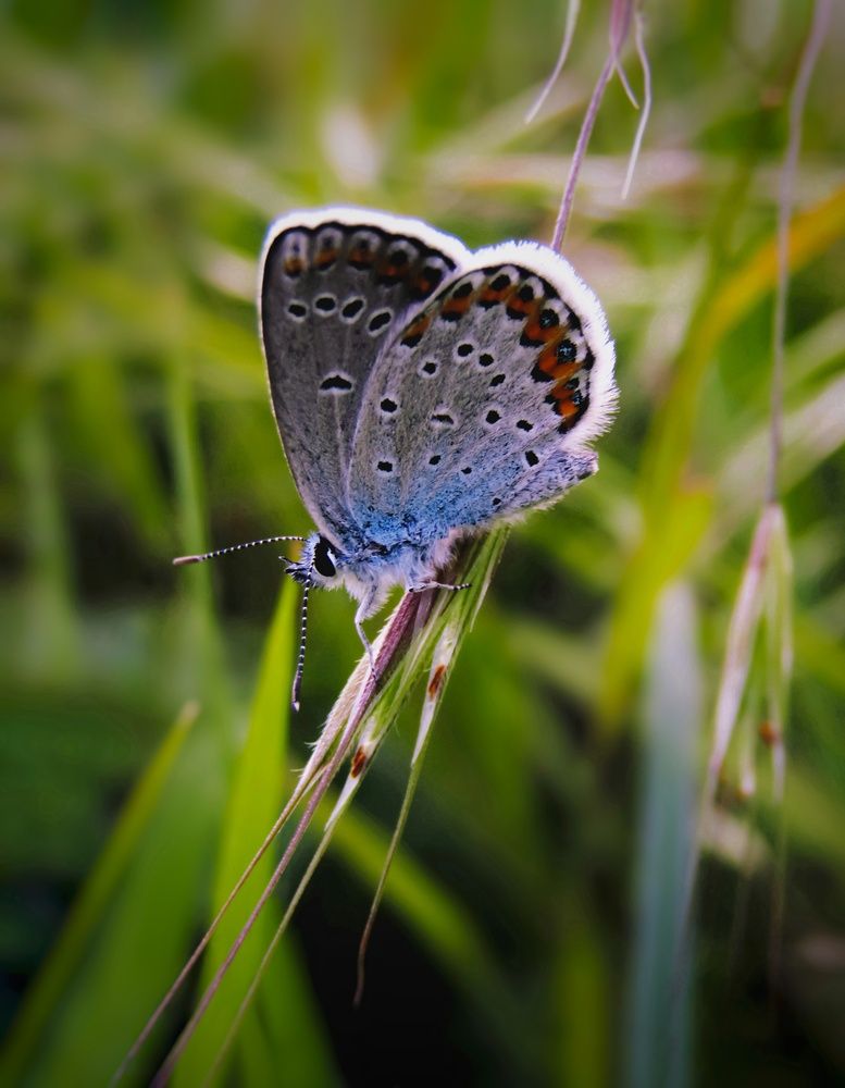 Photograph by Раиса Грабко