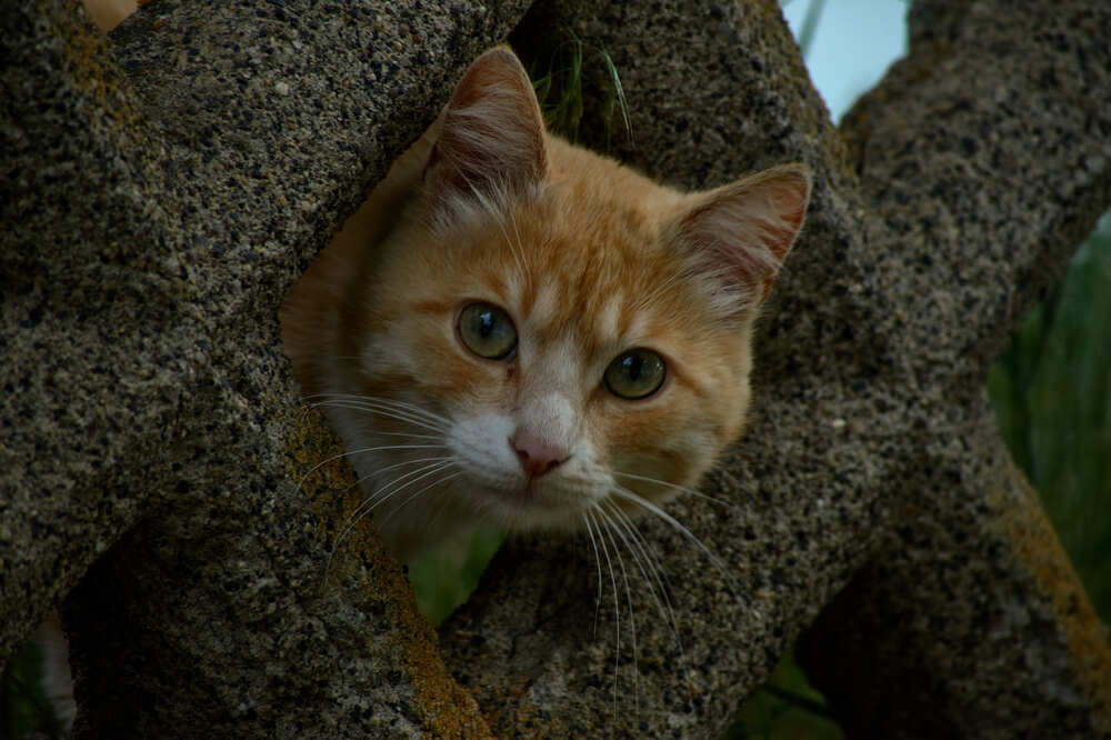 Photograph by Максим Карпович