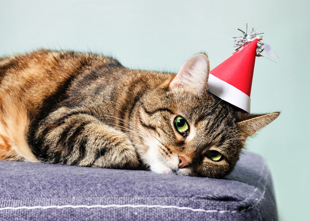 Photograph by Ангела Честнова