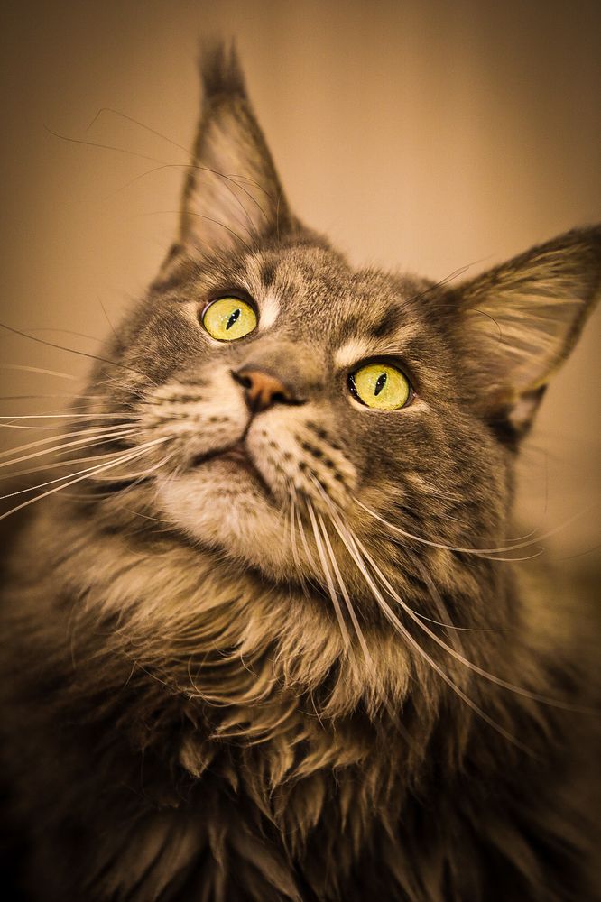 Фотография автора Zhenia Vladimirova