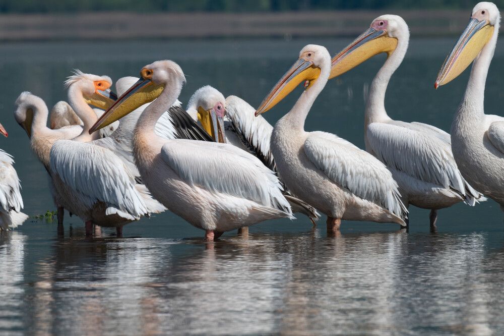 Фотография автора DIMITRIS MPAZIOTOPOULOS