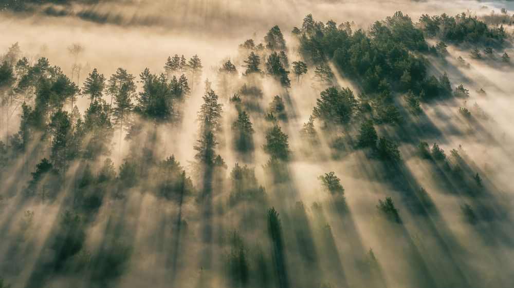 Золотая простыня