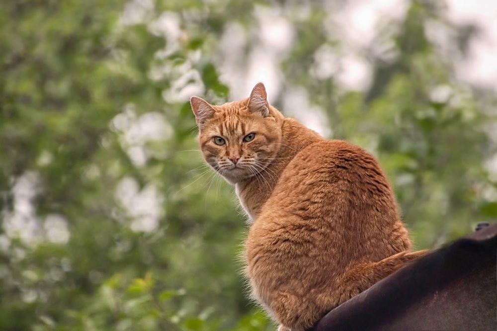 Photograph by Валентина Куренкова