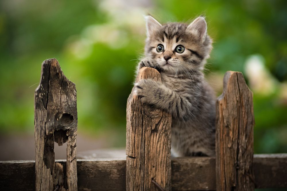 Photograph by Коротун Юрий