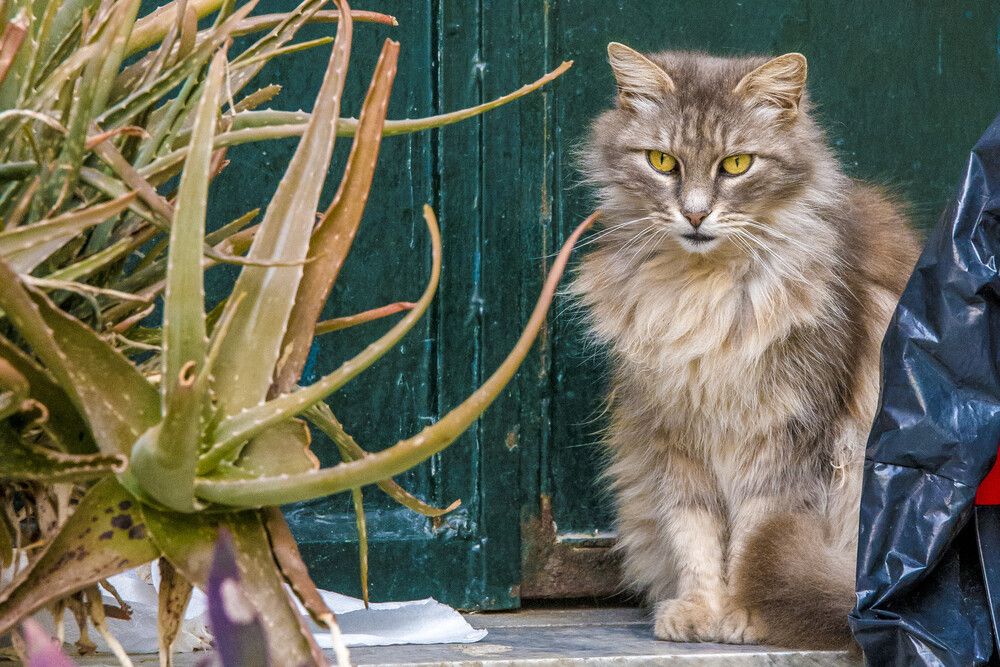 Photograph by Alexandros Melidis