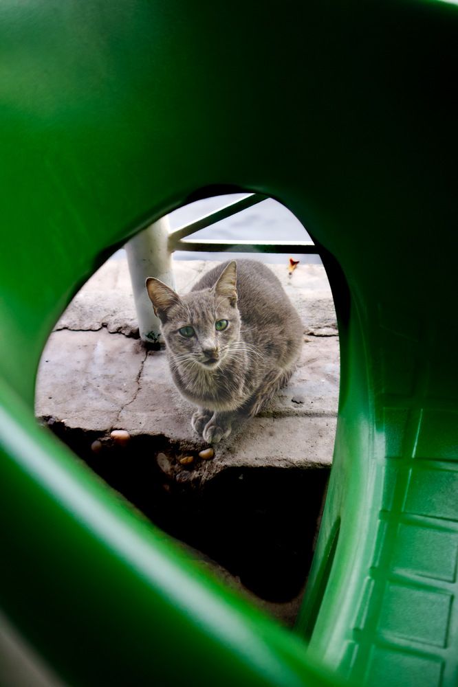 Фотография автора Sarrah Yehia