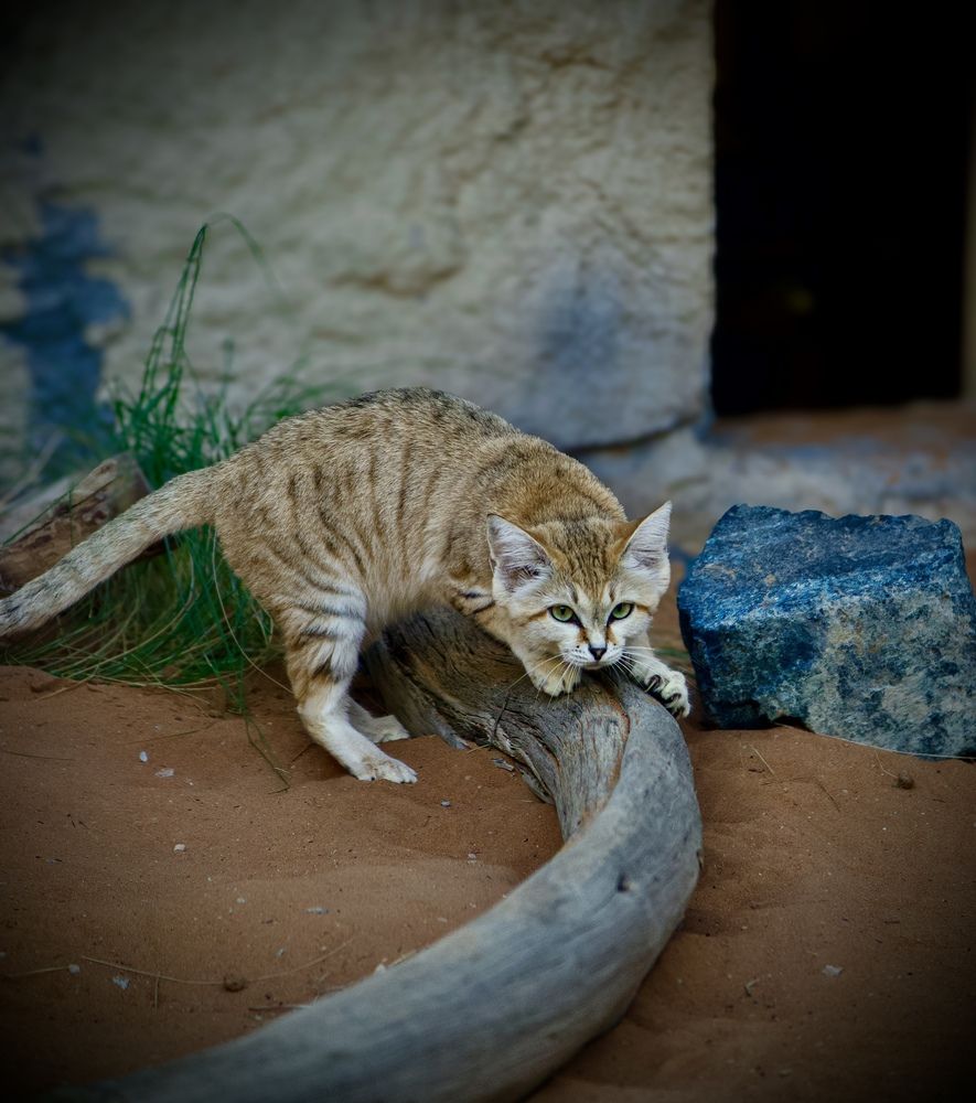 Фотография автора Sarrah Yehia