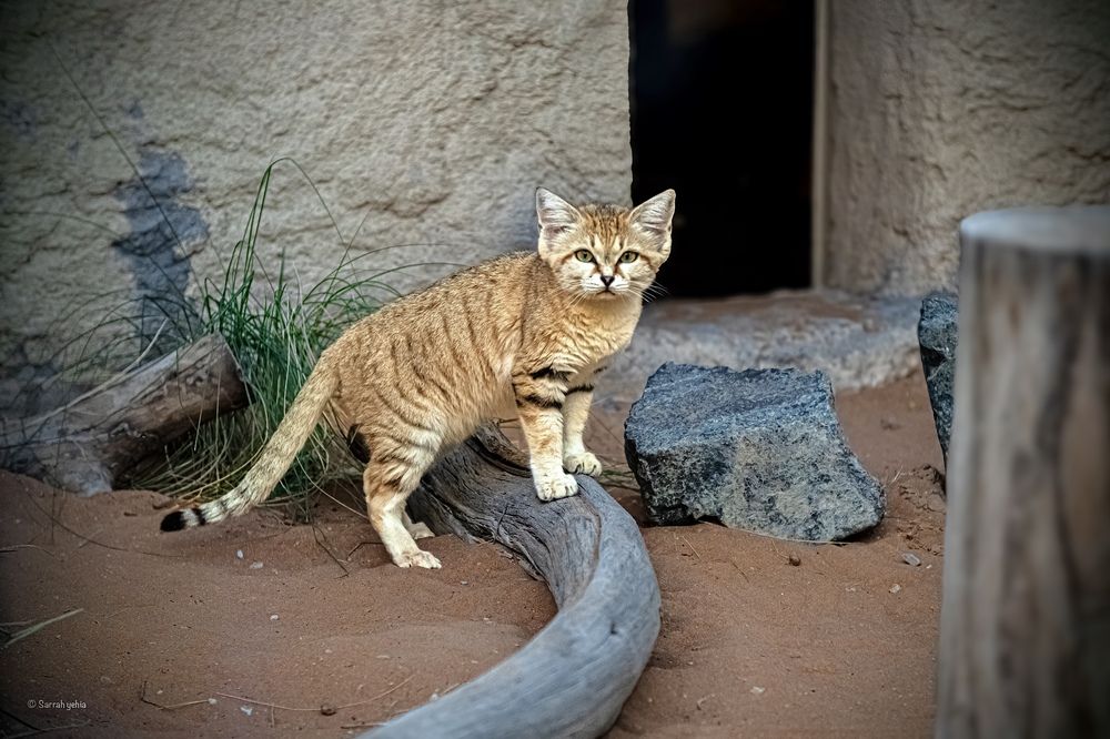 Фотография автора Sarrah Yehia