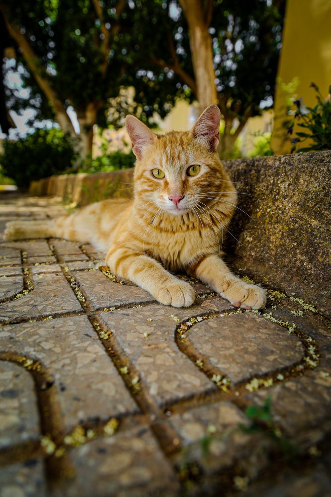 Photograph by Islam Traikia