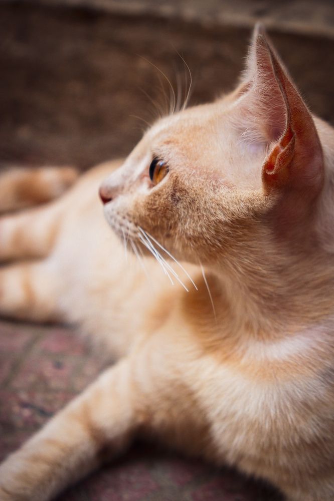 Photograph by Islam Traikia