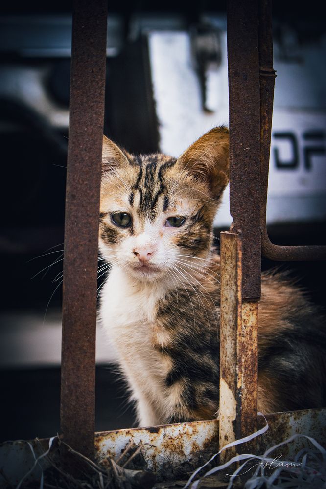 Photograph by Islam Traikia