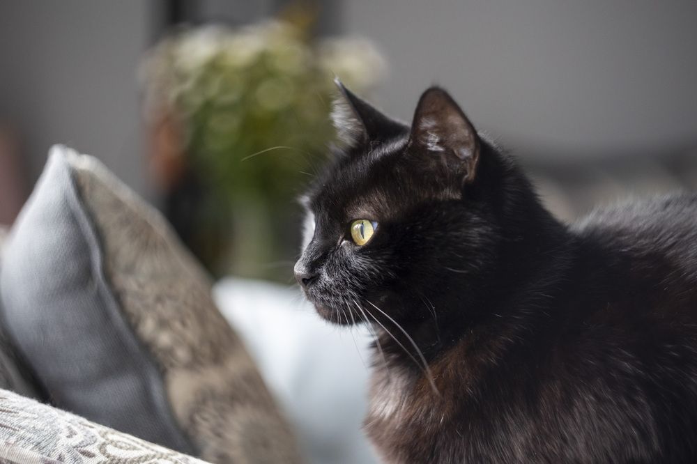 Photograph by Евгений Цапенко