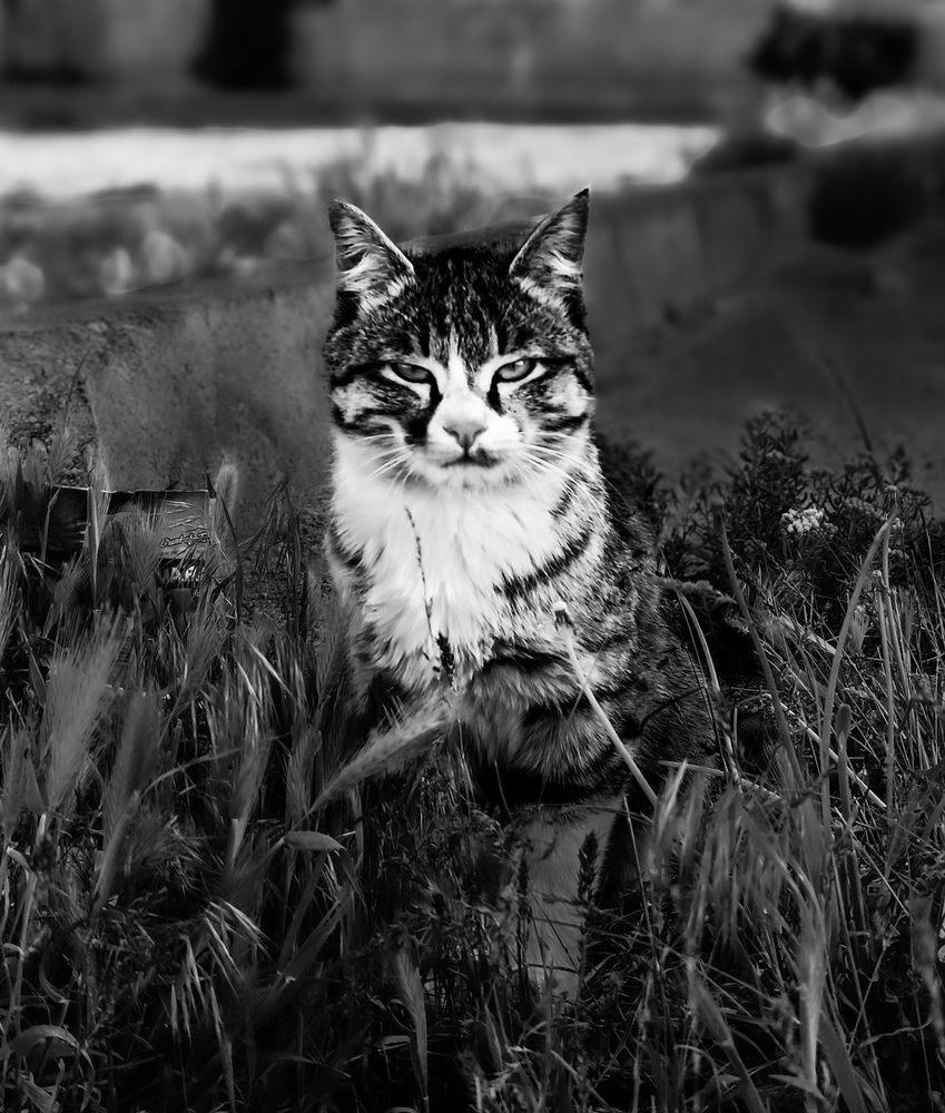 Photograph by علی اصغر آهنگری