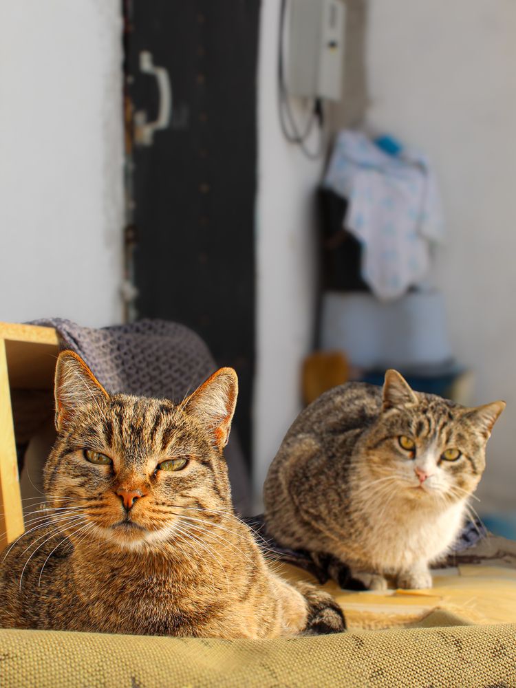 Фотография автора Марина Борисова