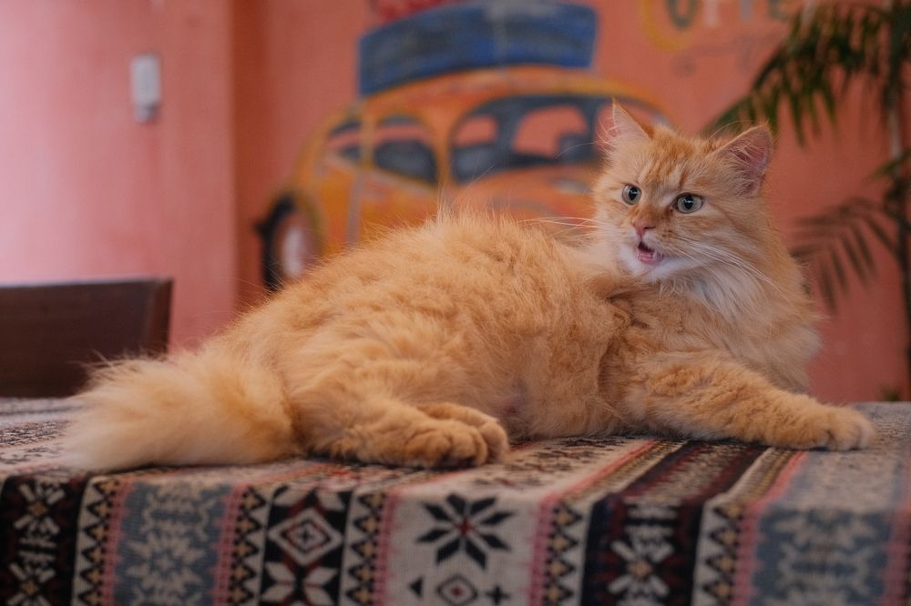 Photograph by Nguyen Hai Duong