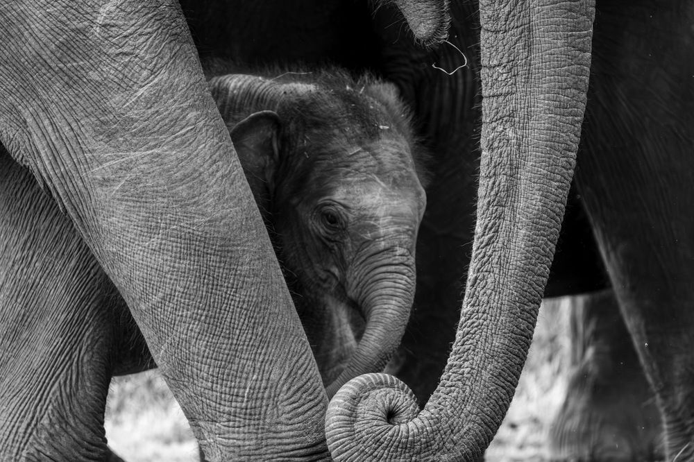 In the Shelter of Giants