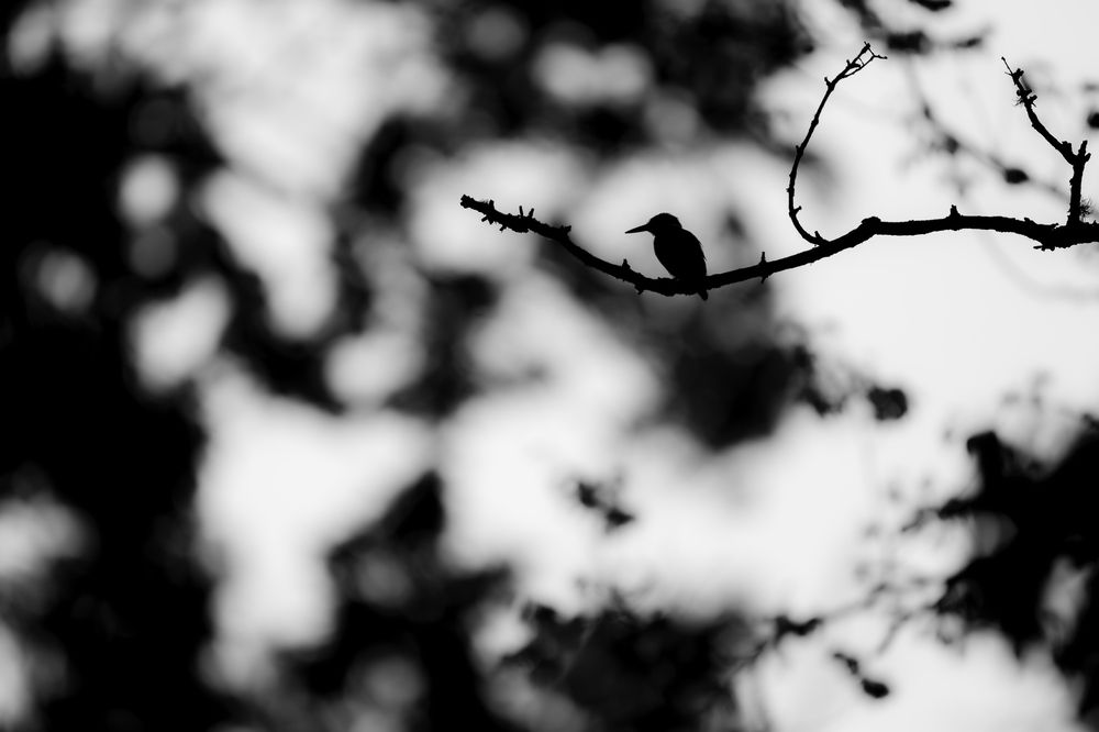 Wild Indian Kingfisher