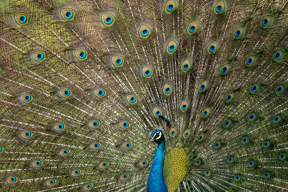 The Indian Peacock