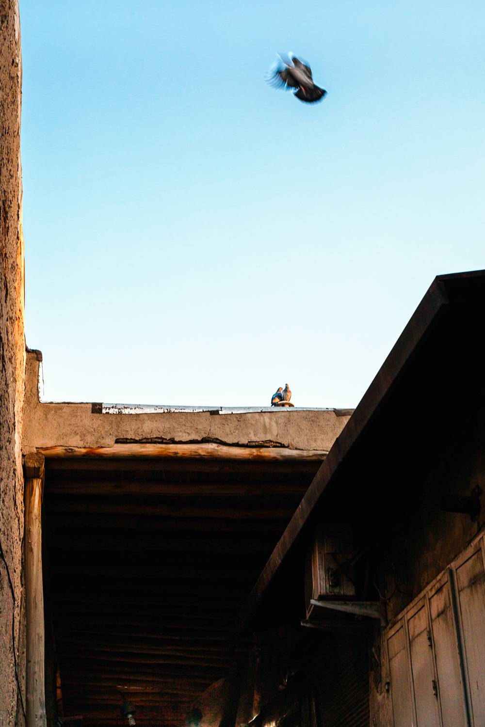 FREEDOM OR LOVE FREEDOM OR LOVE