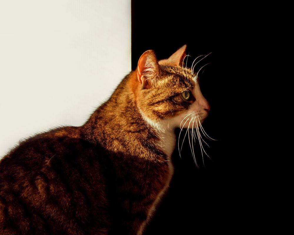 Photograph by Алена Сидорова