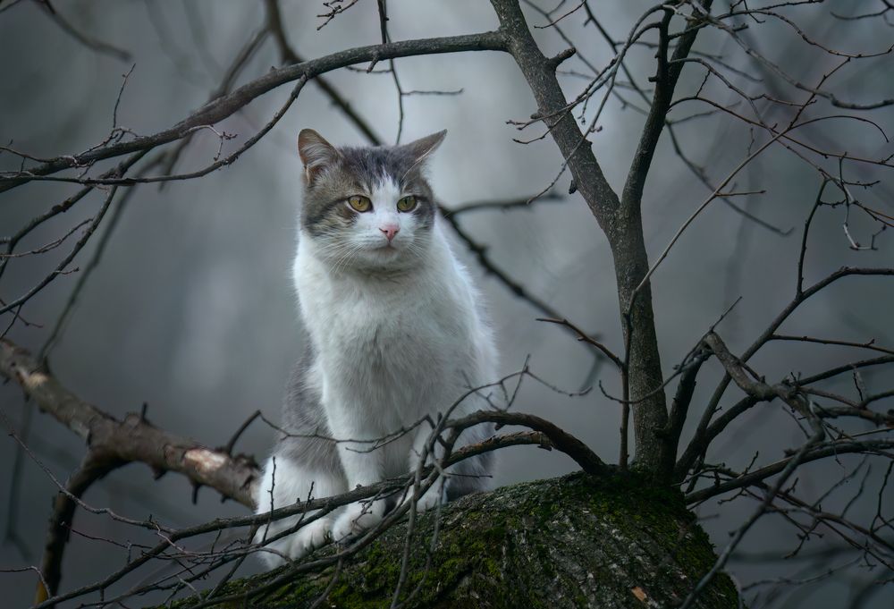 Photograph by Плеханов Александр