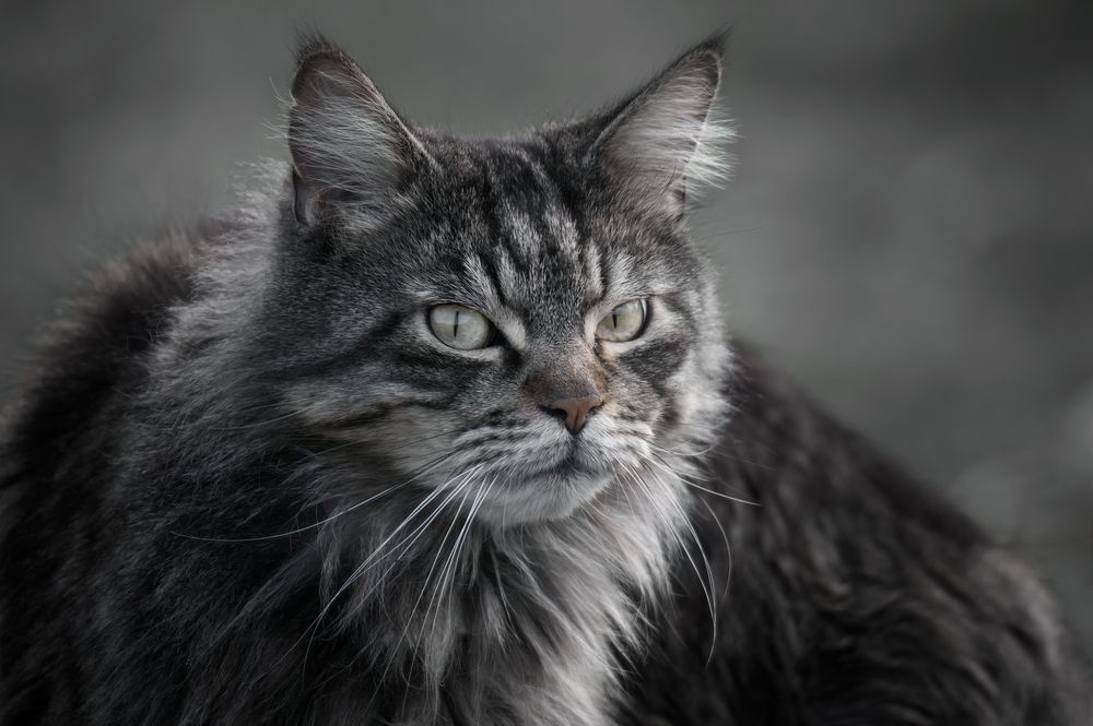 Photograph by Плеханов Александр