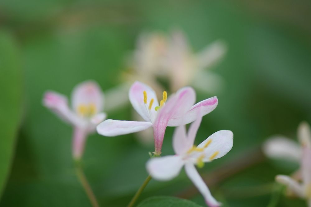 Photograph by Инна Голубева
