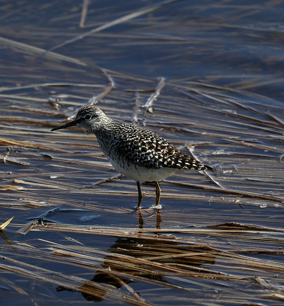Photograph by Лариса Ким