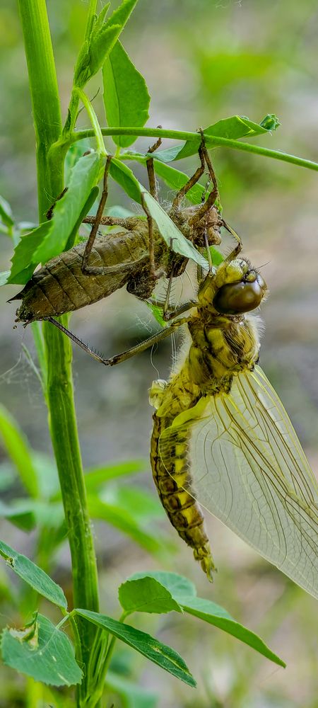 Рождение стрекозы