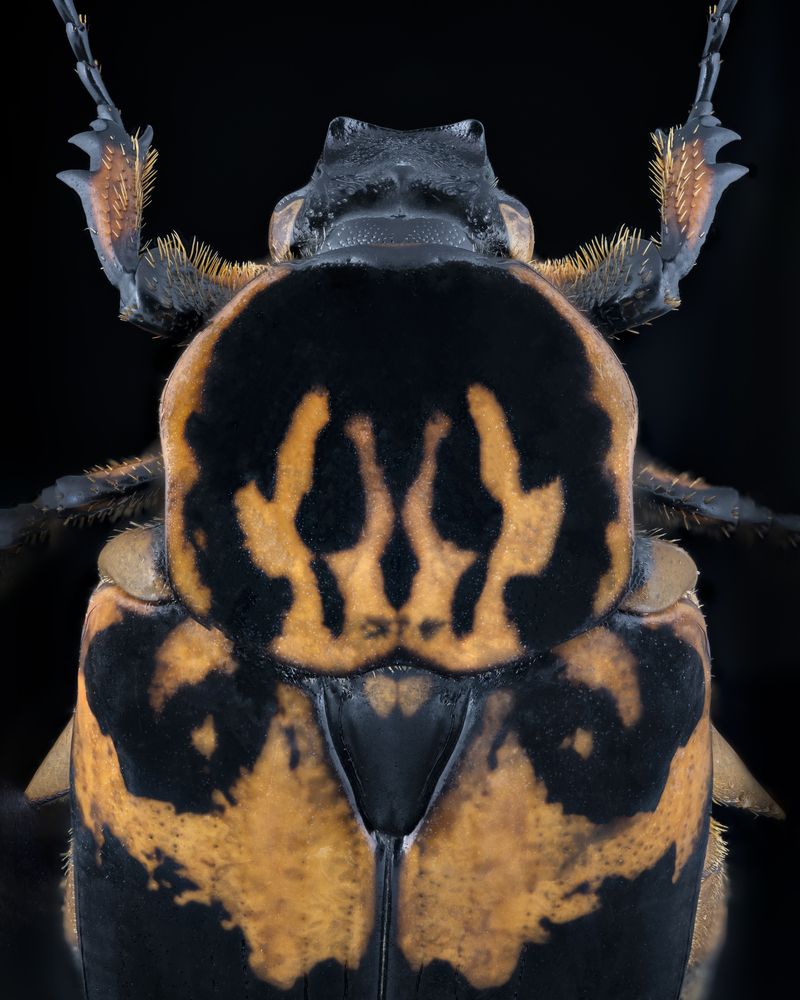 Orange Skull