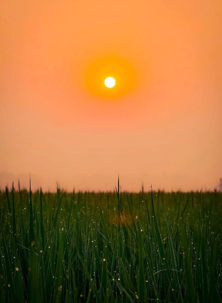 Dew and sunshine