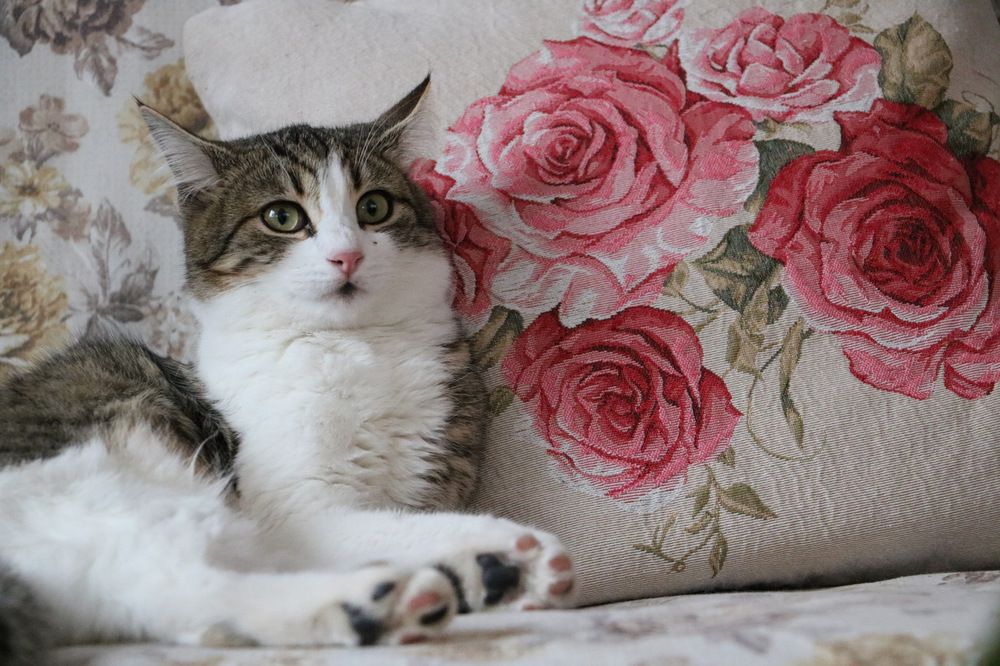 Photograph by Cengiz Yalcin